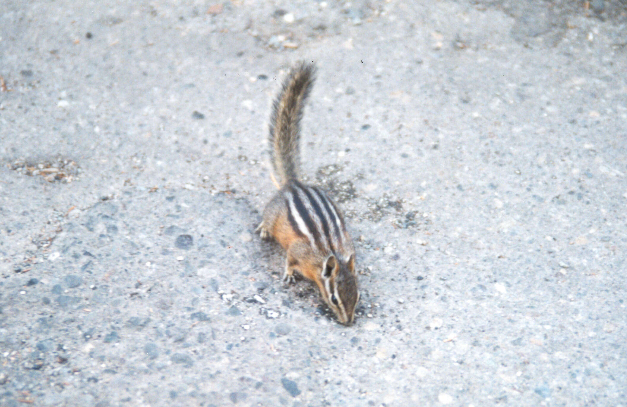 Image of Least Chipmunk