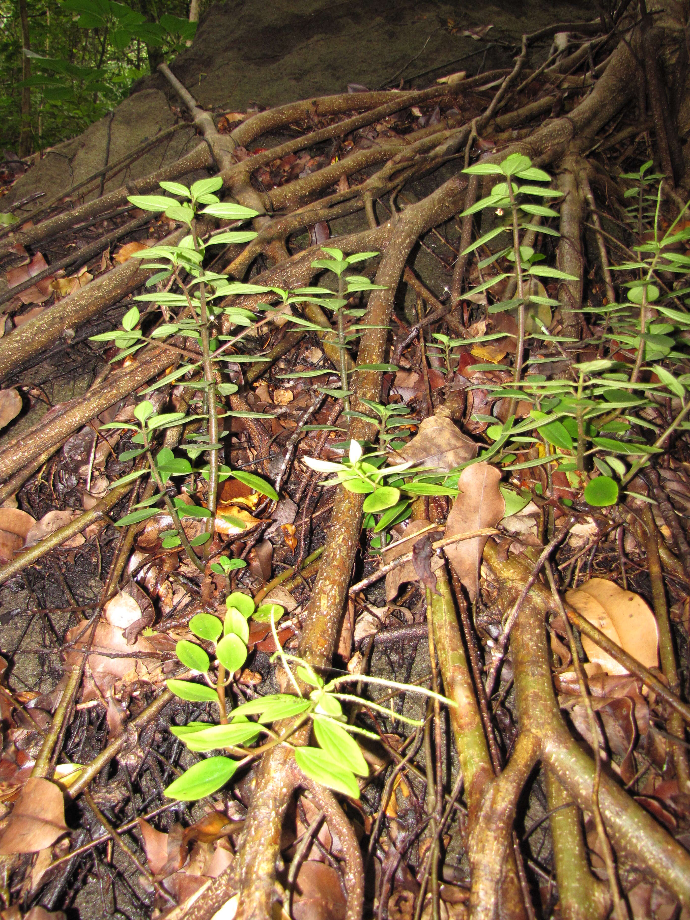 Image of arid-land peperomia