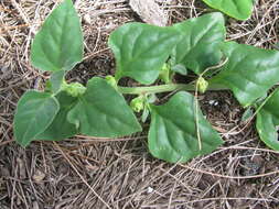 Image of New Zealand spinach