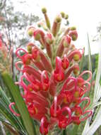 Imagem de Grevillea banksii R. Br.