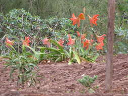 Image of striped Barbados lily