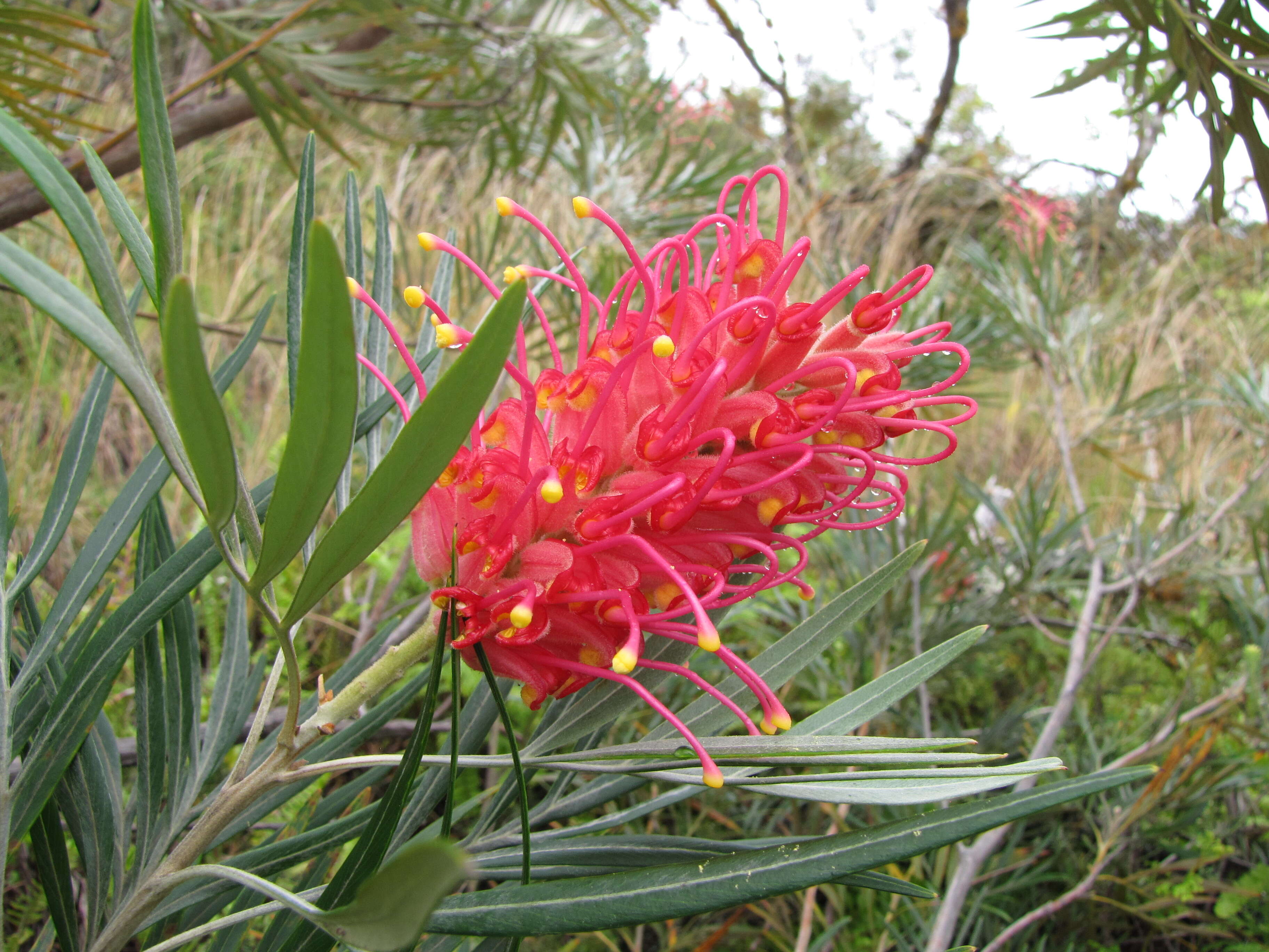 Image of kahiliflower