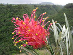 Image of kahiliflower