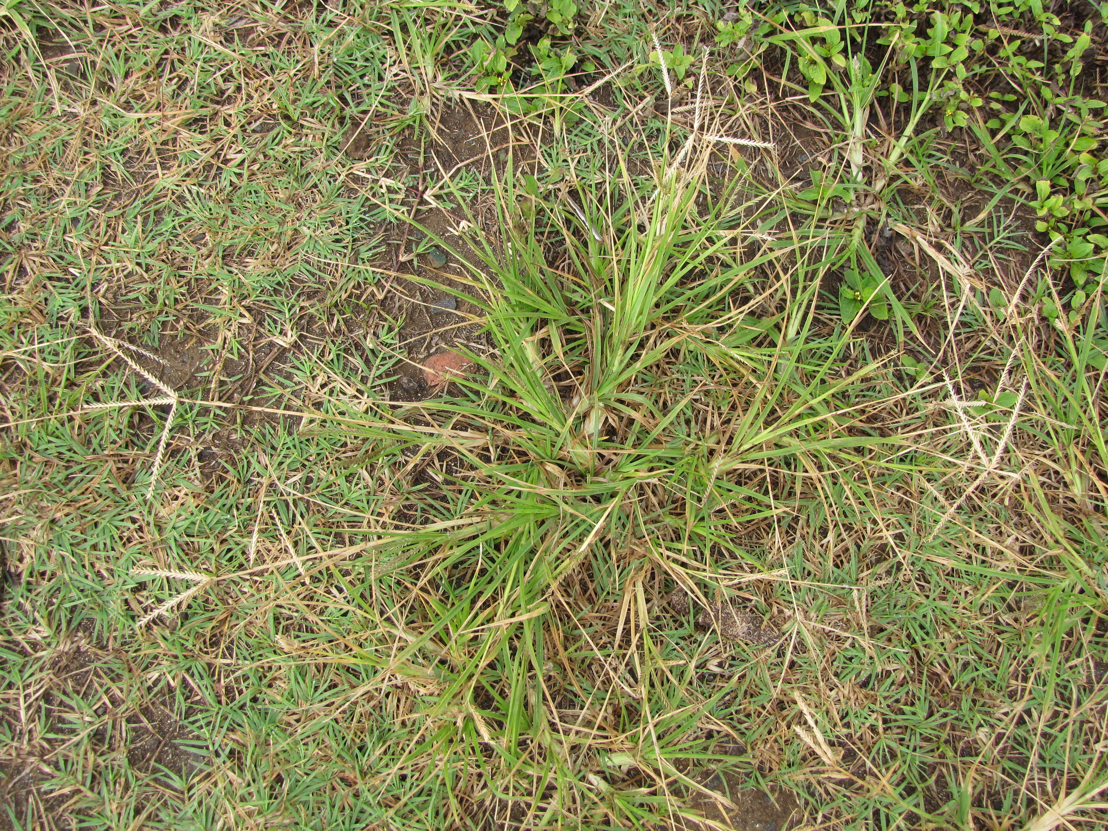 Image of Indian goosegrass