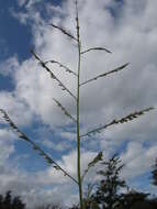 Image of Para Liverseed Grass