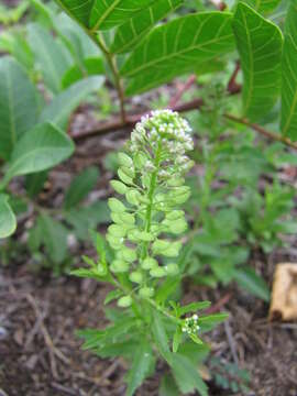 Image of Virginia pepperweed