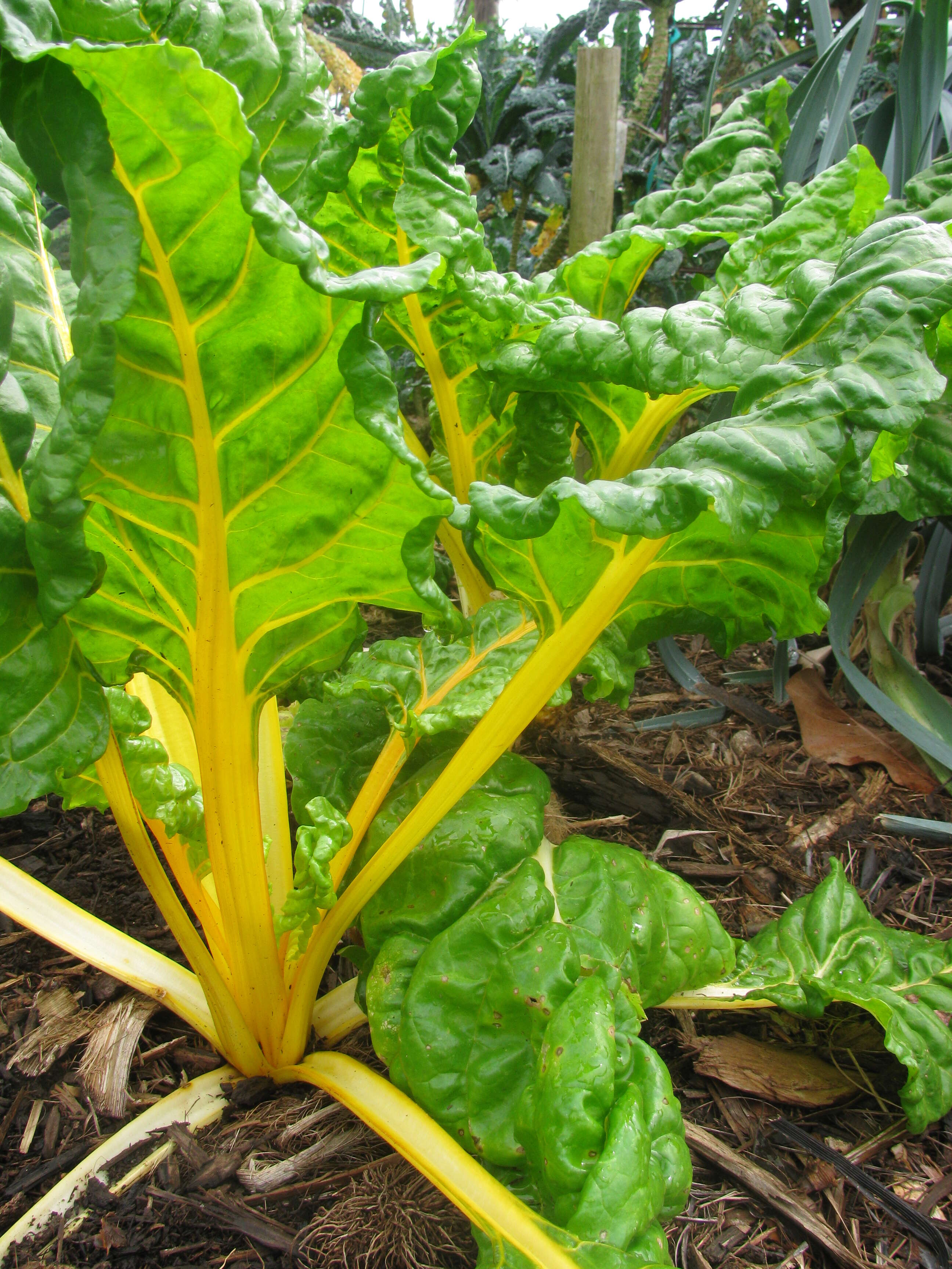 Image of Beta vulgaris subsp. vulgaris Cicla