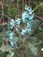 Image of Jade Vine