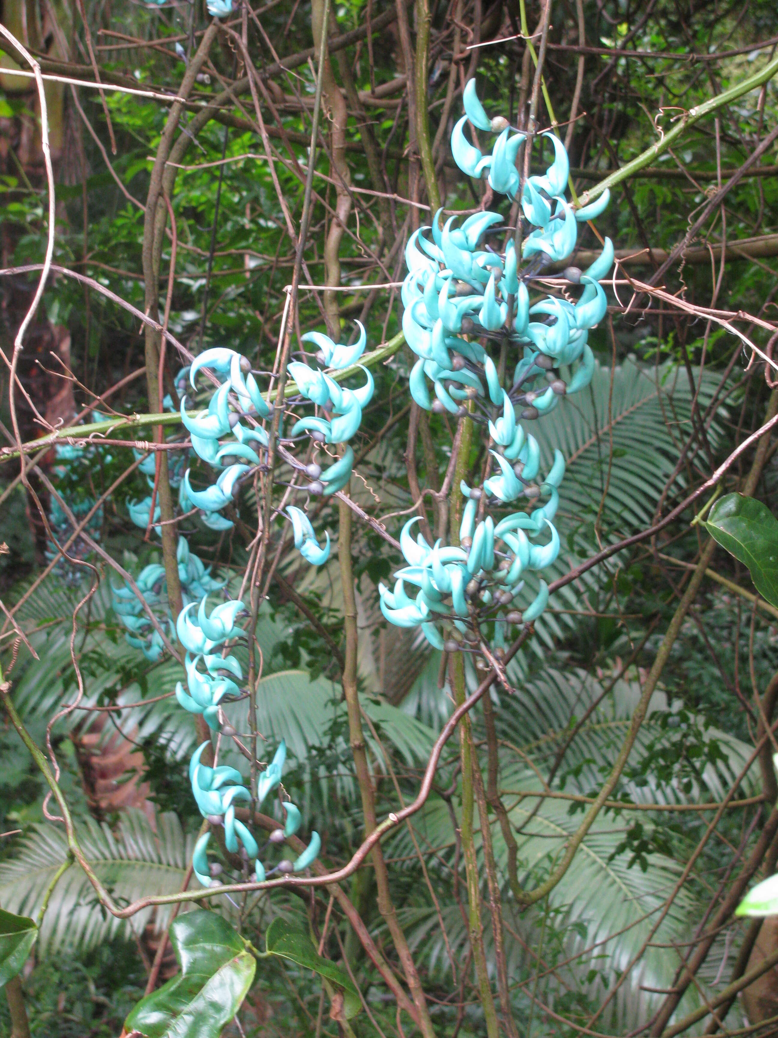 Image of Jade Vine