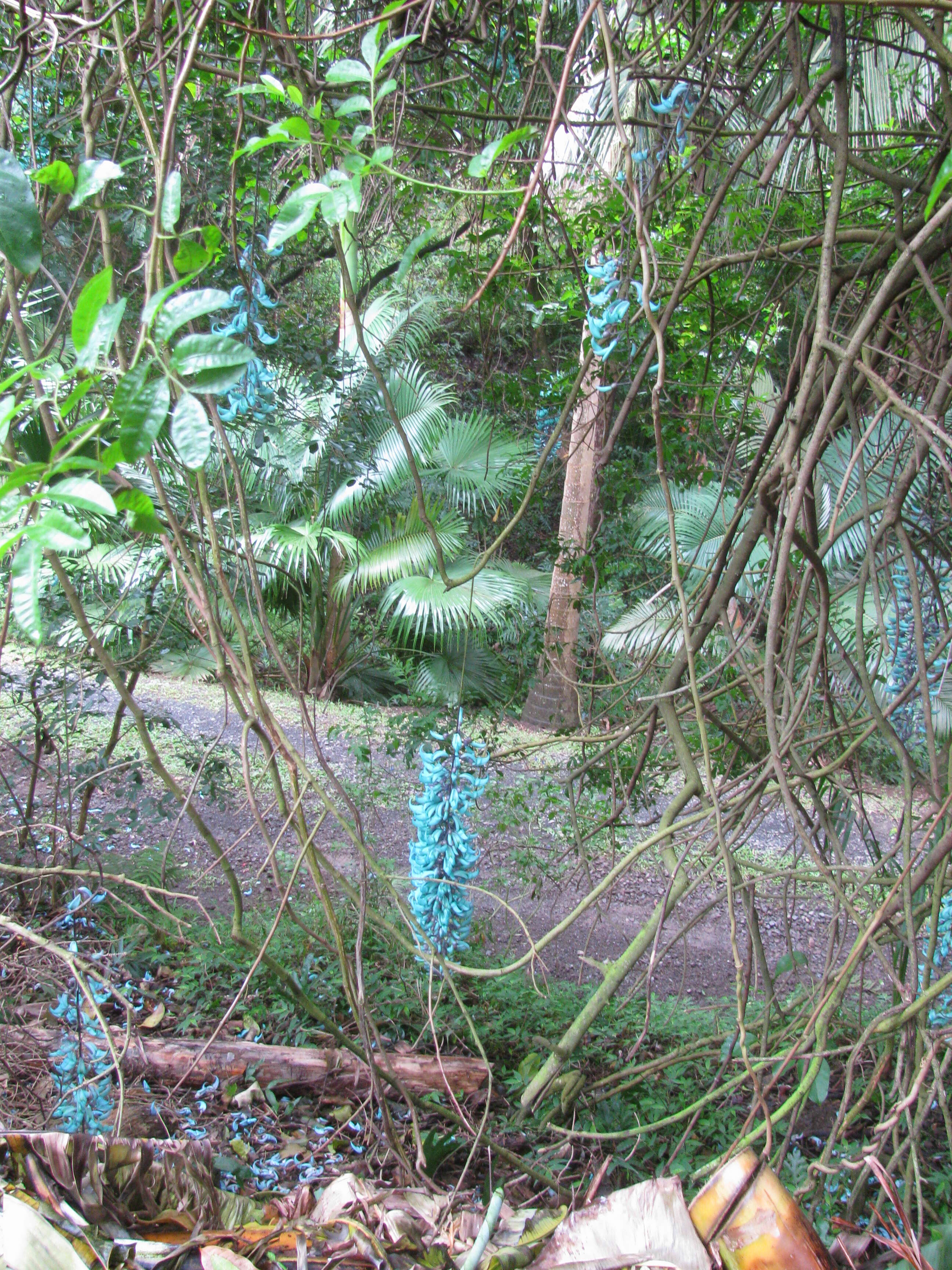 Image of Jade Vine