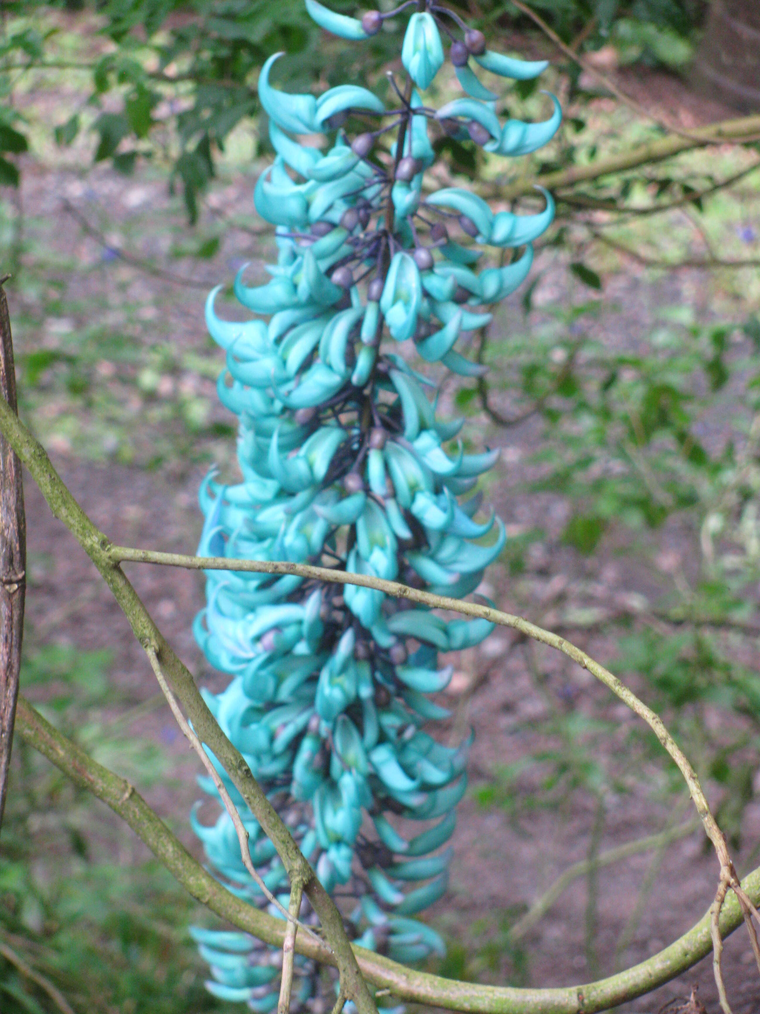 Image of Jade Vine