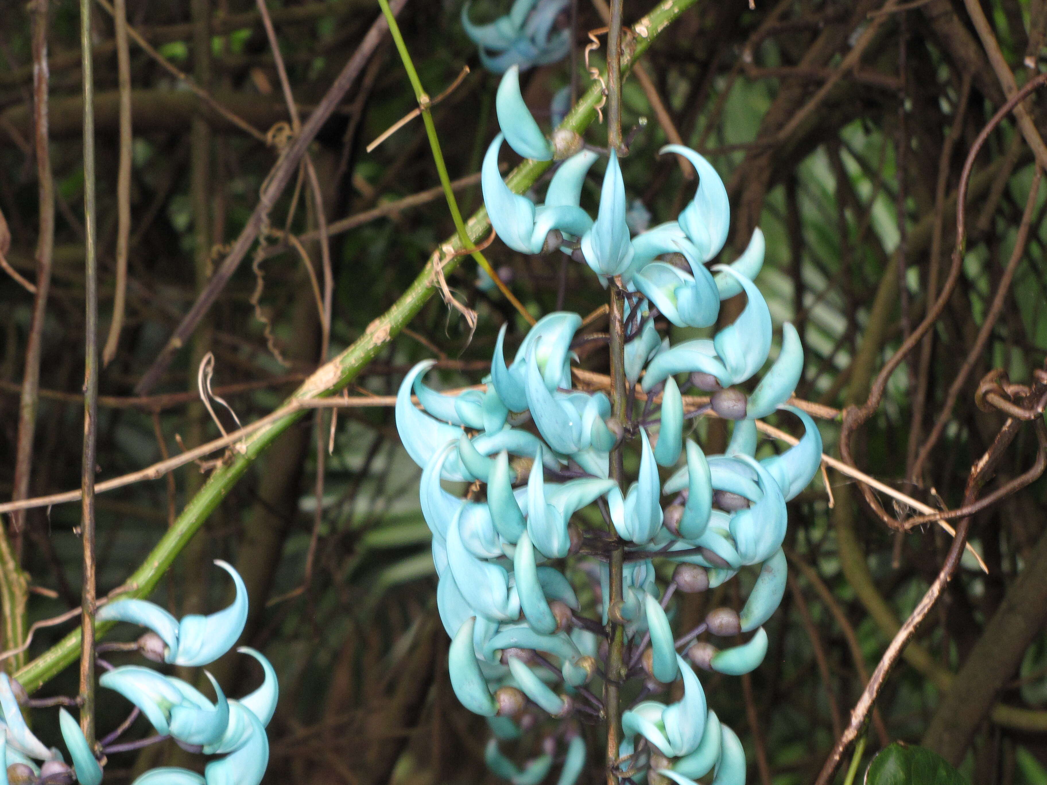 Image of Jade Vine