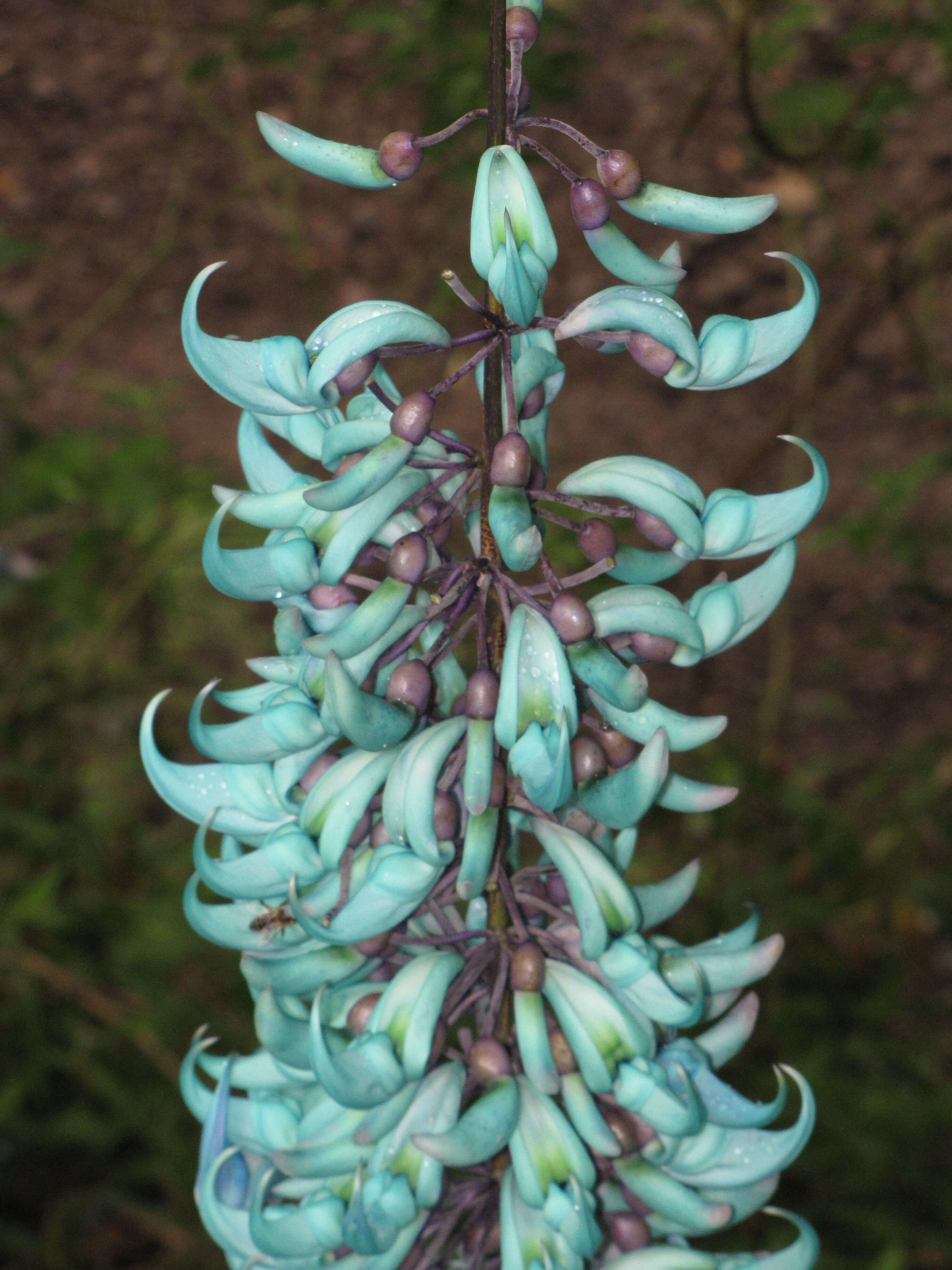 Image of Jade Vine