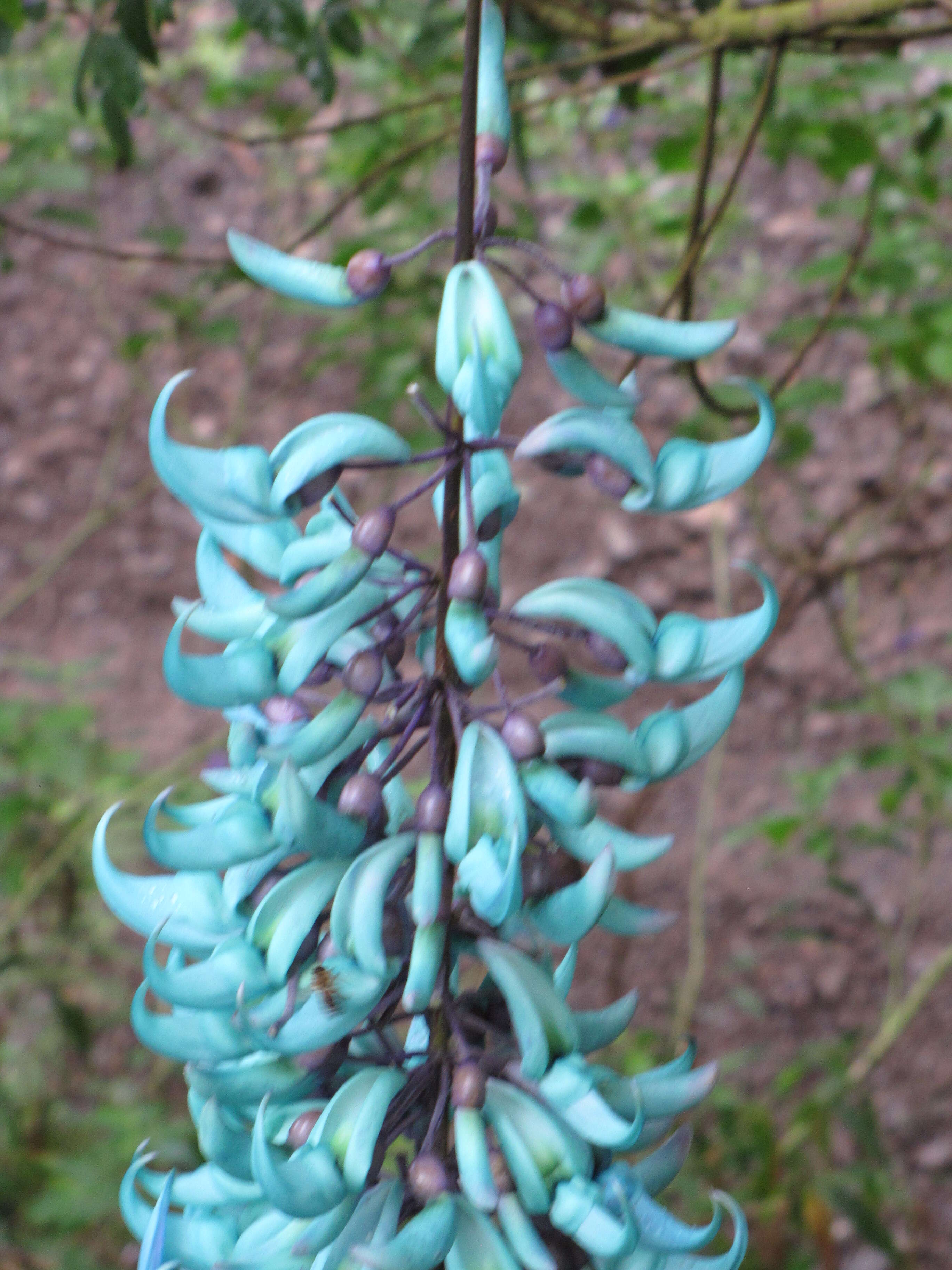 Image of Jade Vine