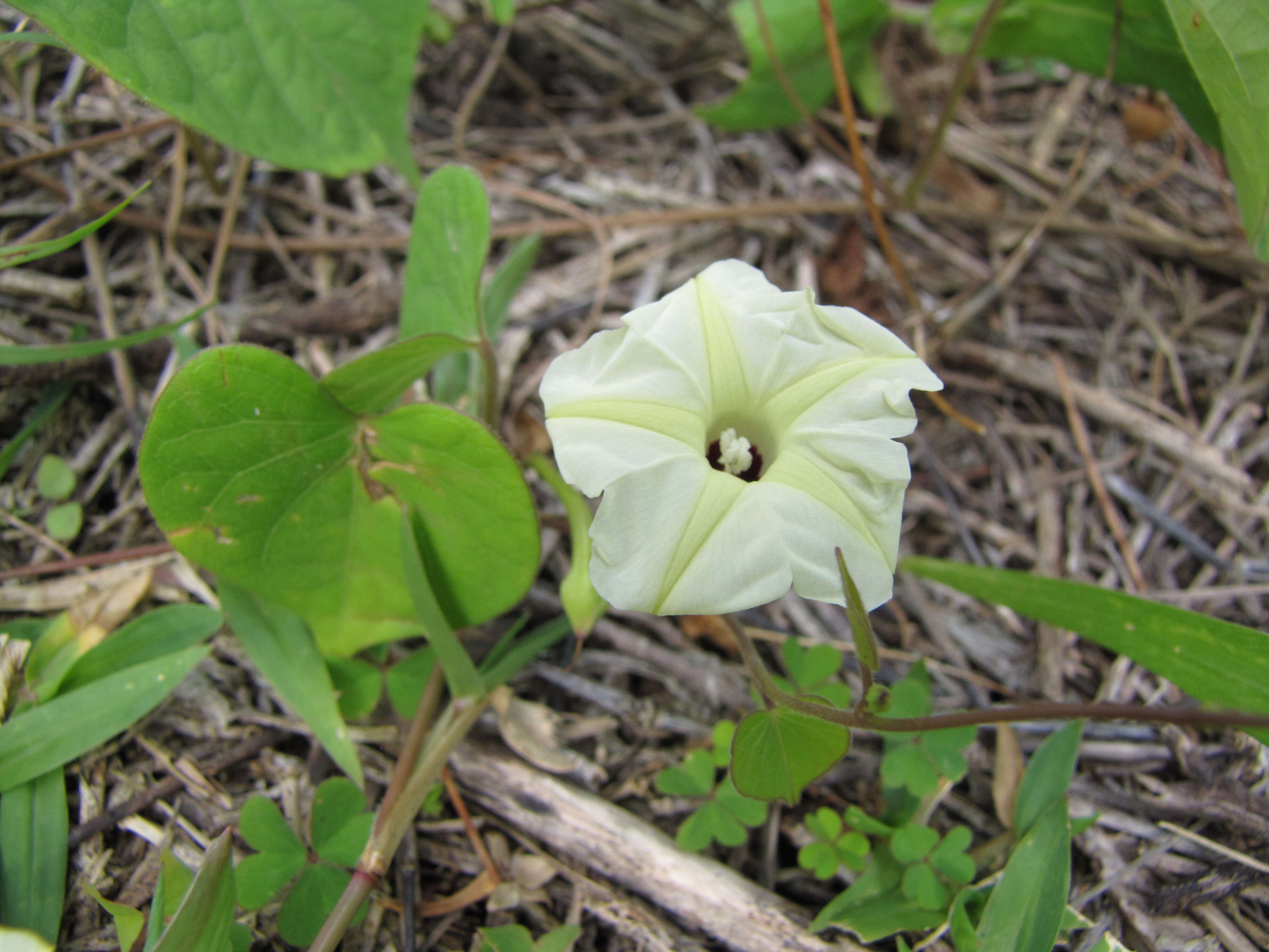 Image of Obscure Morning Glory