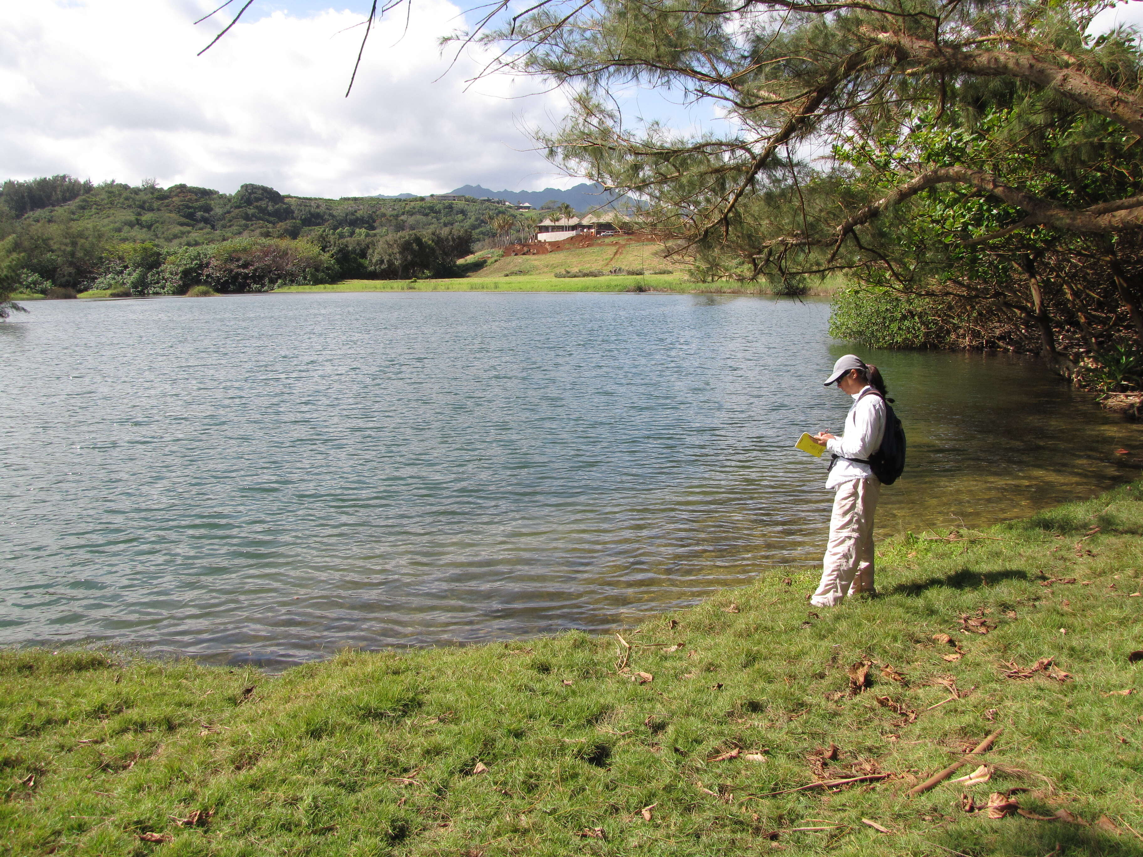 Image of Seashore paspalum