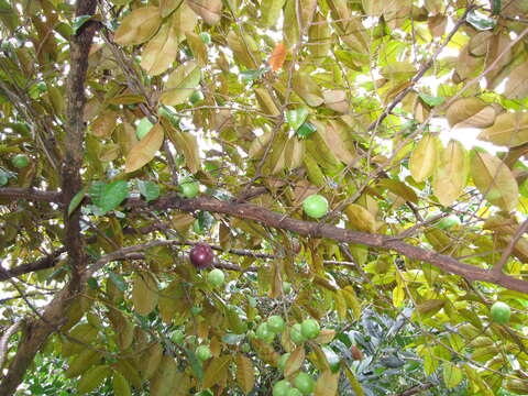 Image of star apple