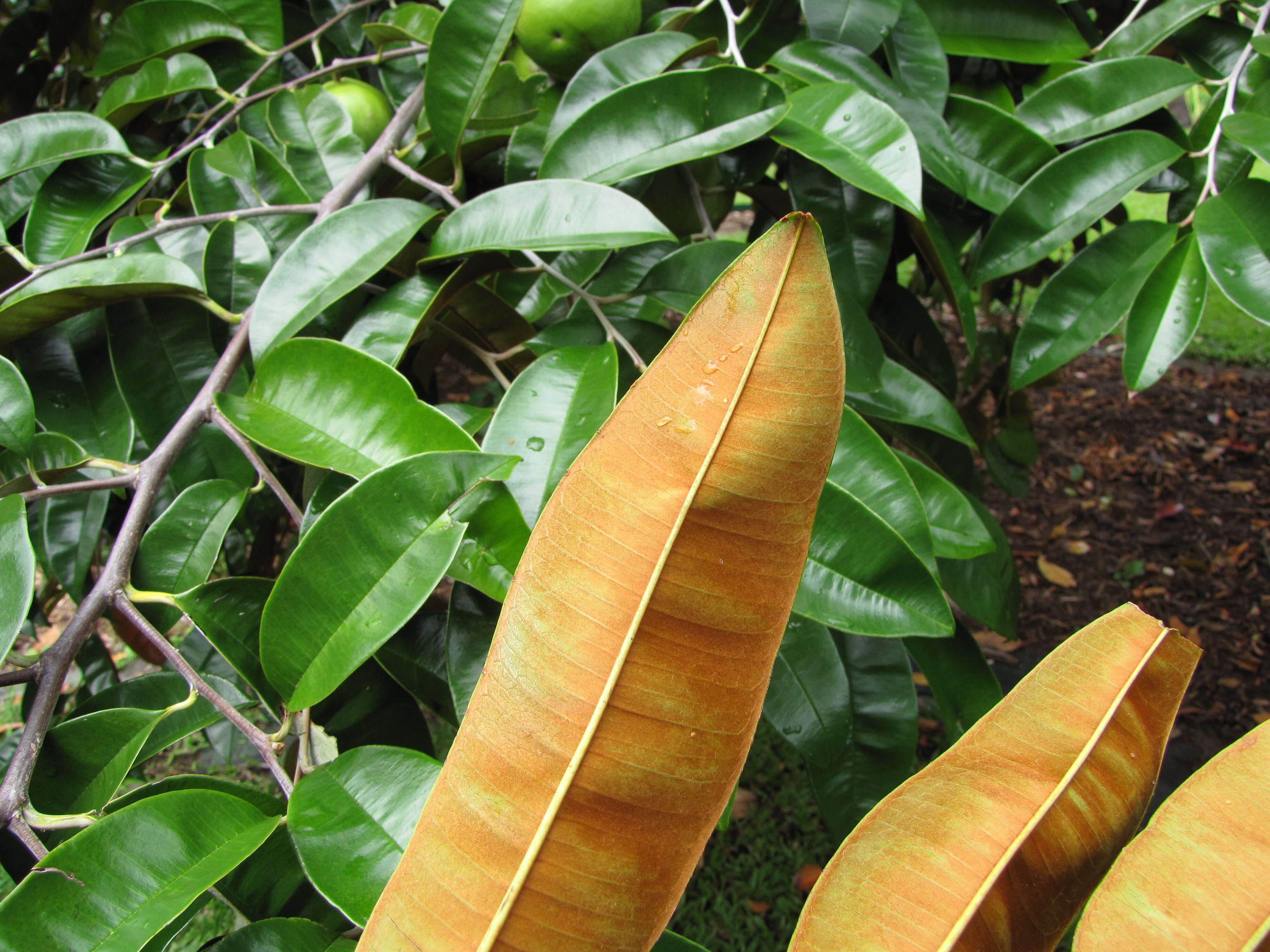 Image of star apple