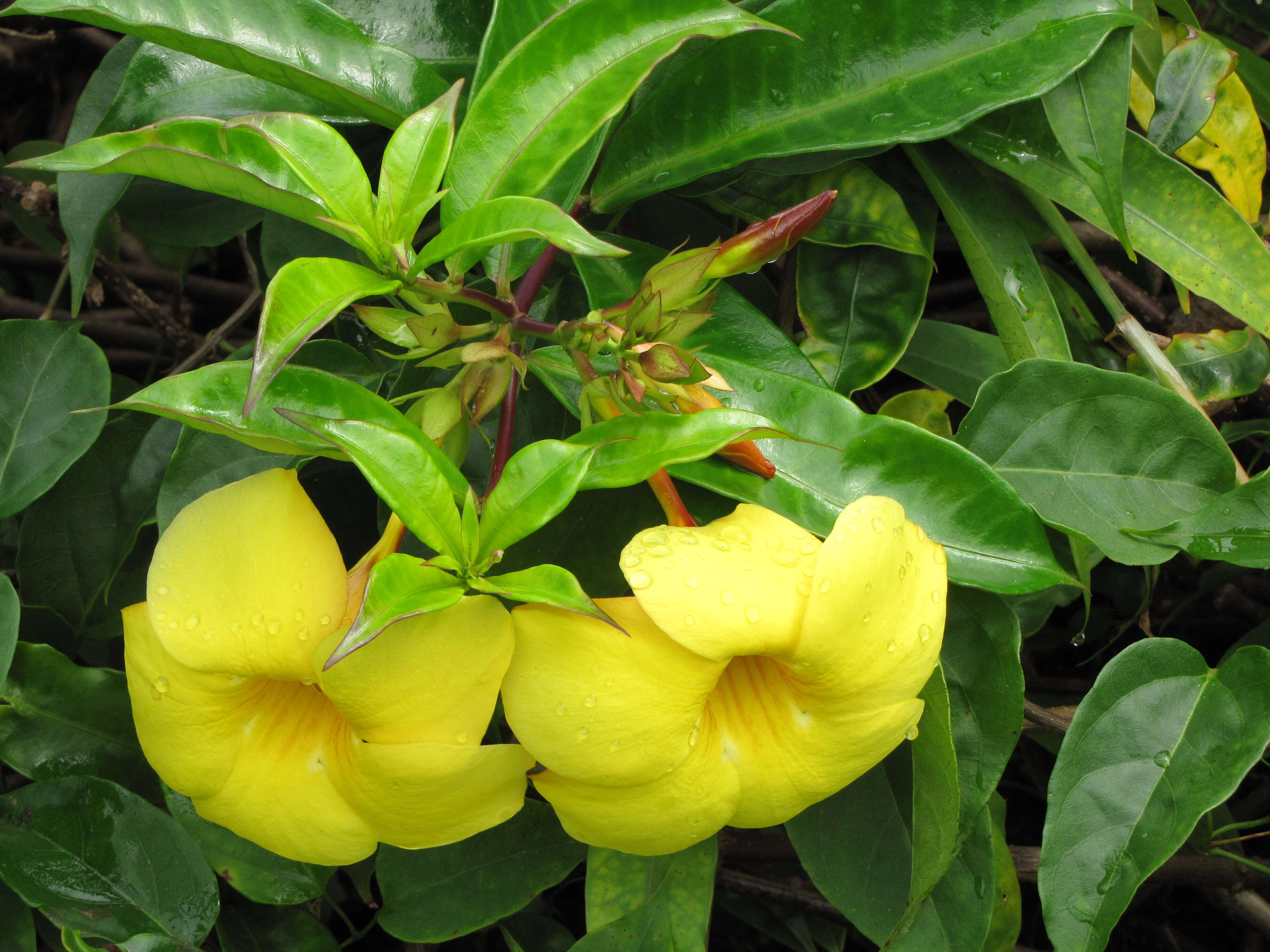 Image of golden trumpet