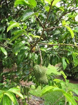 Image of soursop