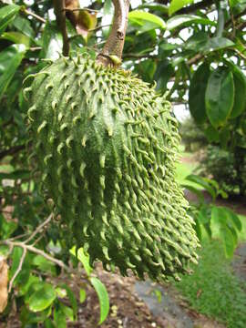 Image de Annona muricata L.