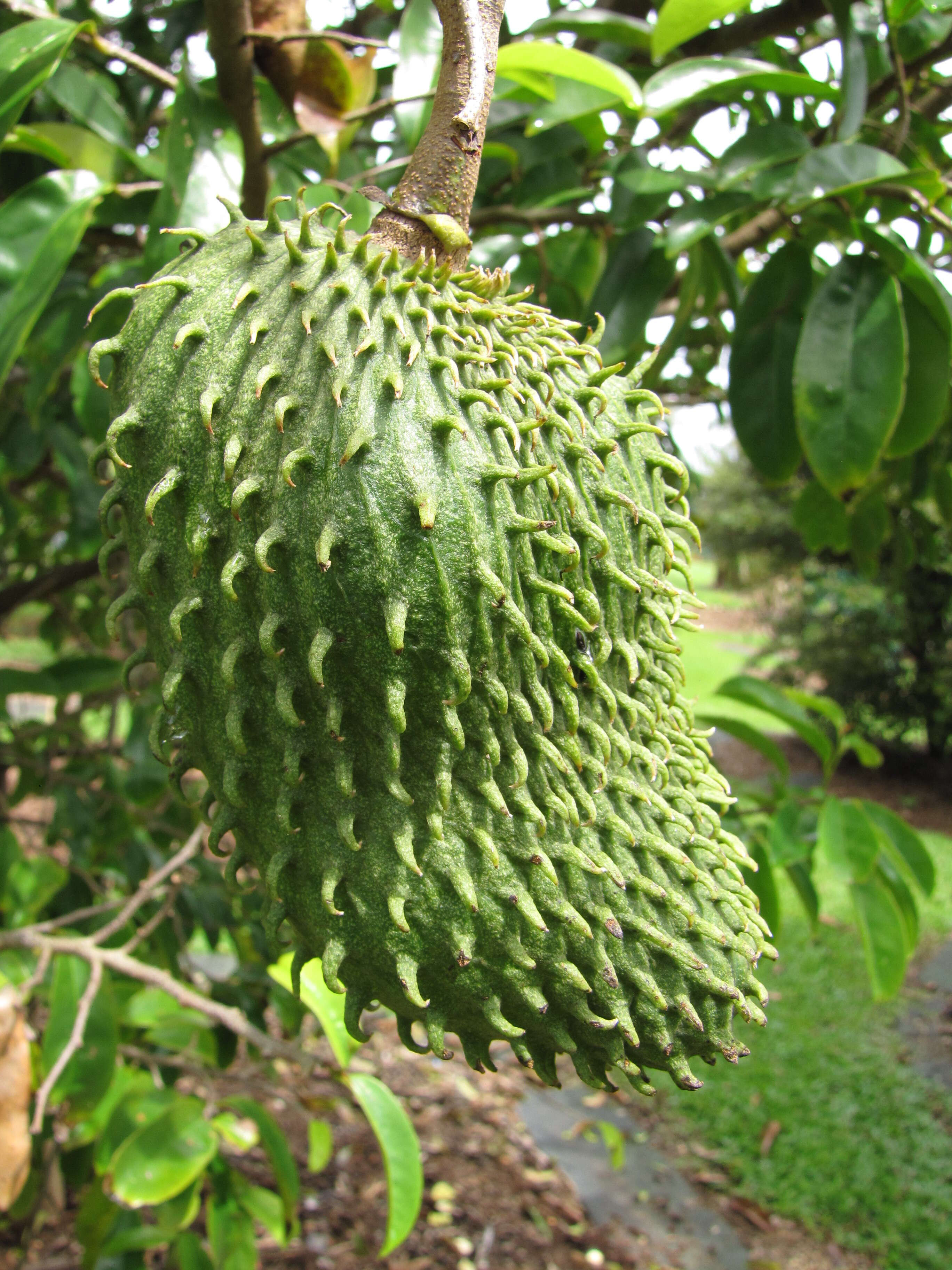 Image of soursop