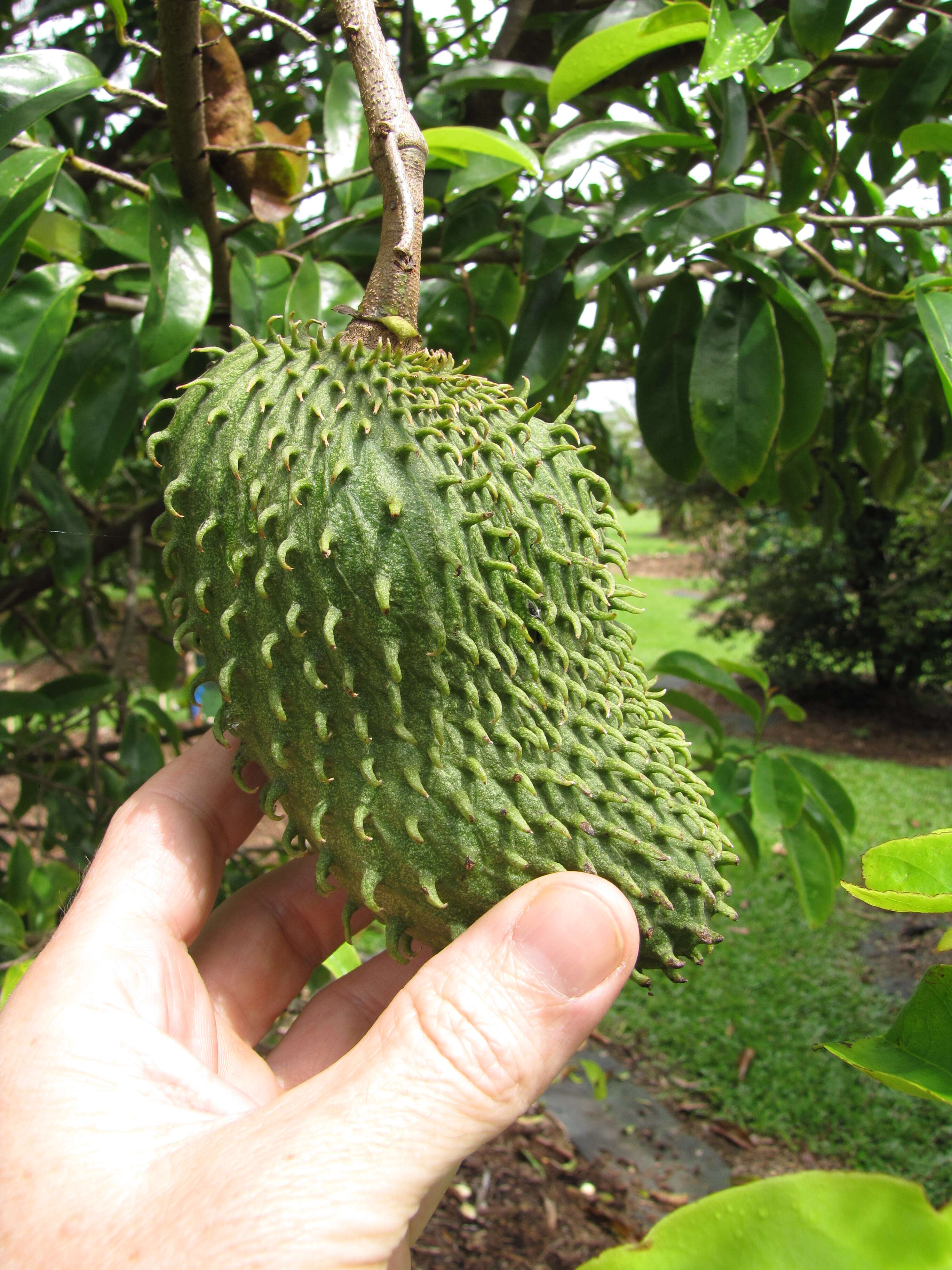 Image of soursop