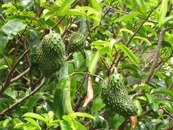 Image of soursop