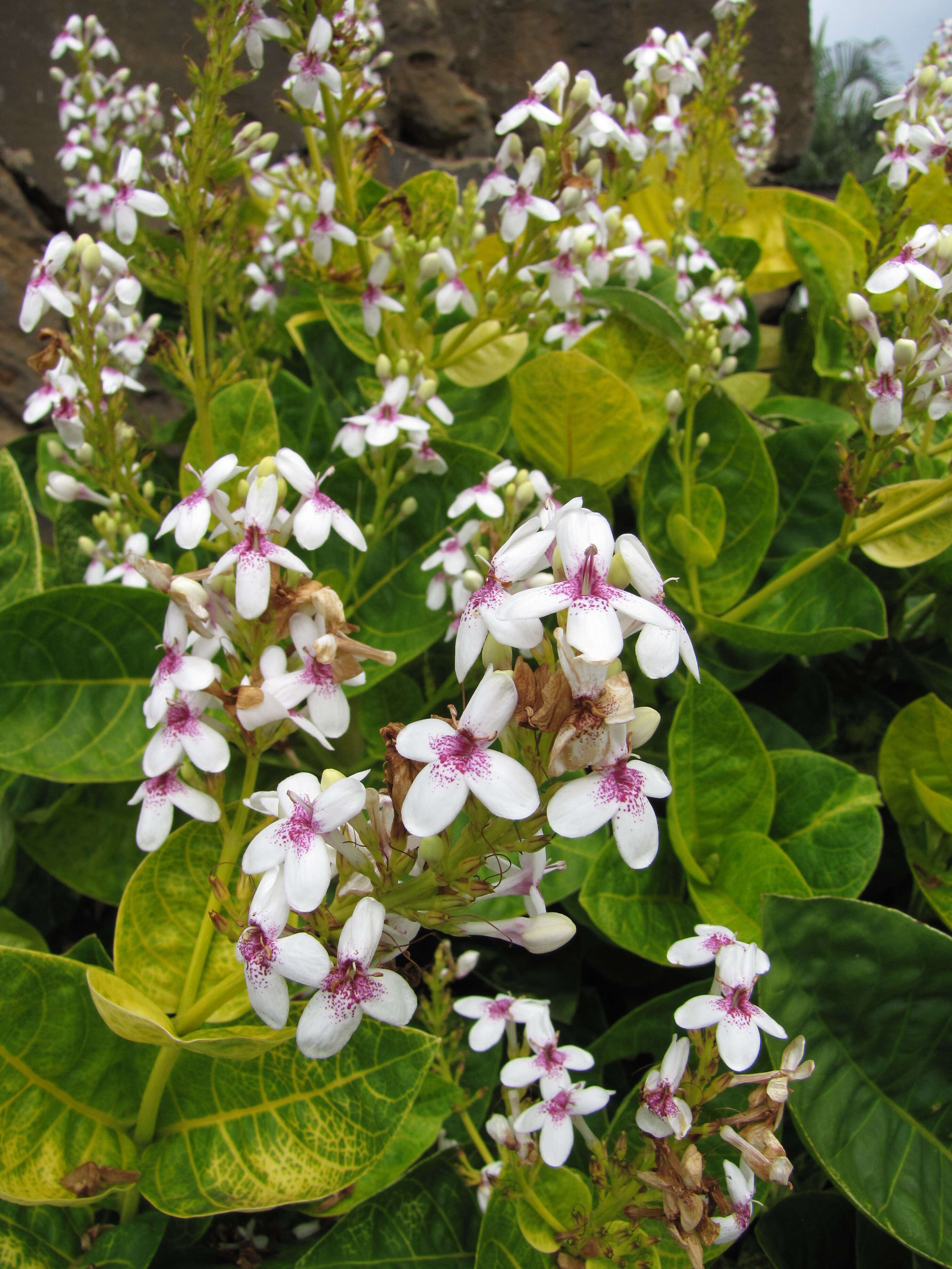 Pseuderanthemum maculatum (Lodd.) I. M. Turner resmi