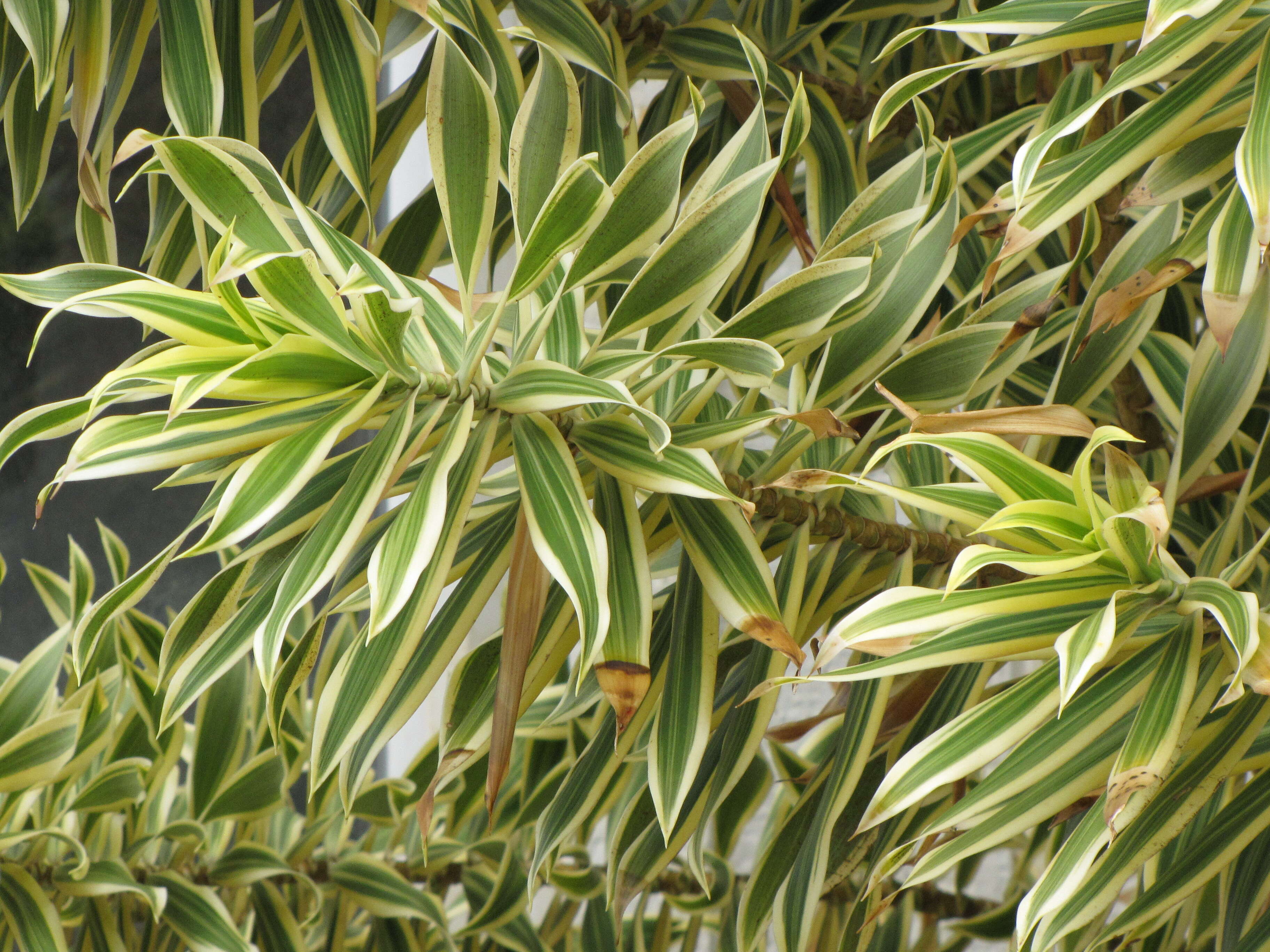 Image of Dracaena reflexa Lam.