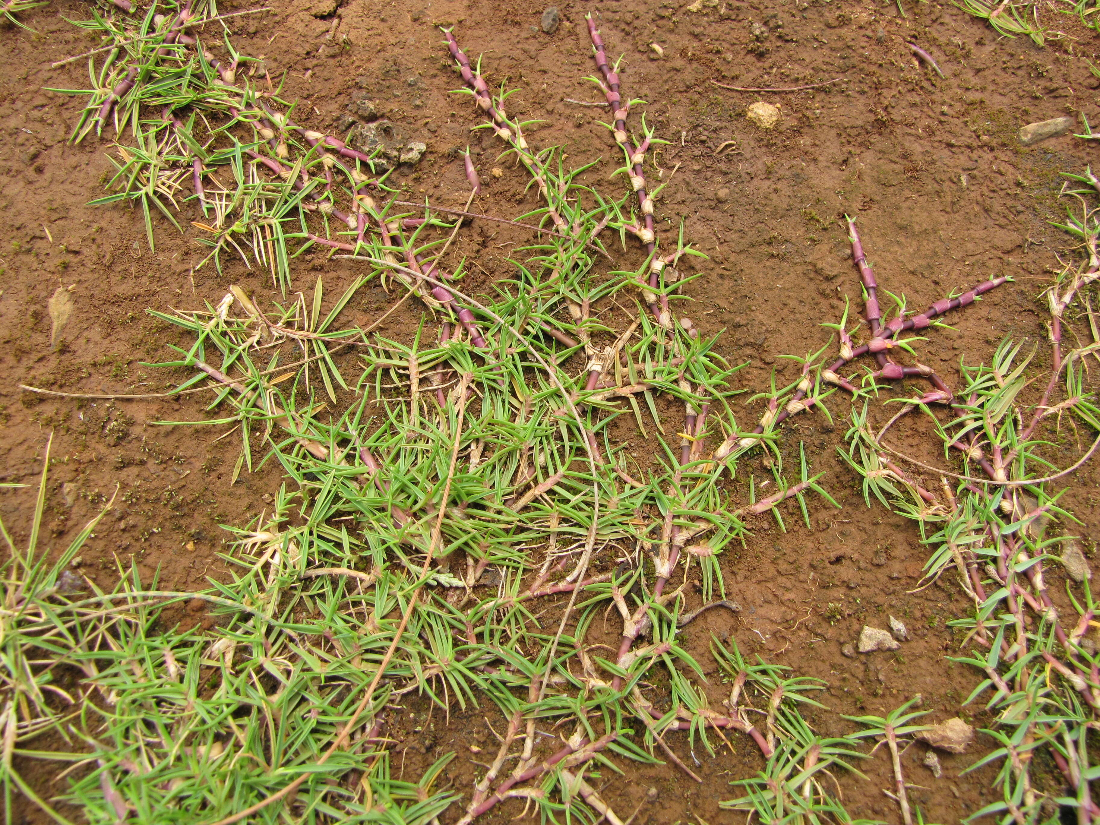 Image of Seashore paspalum