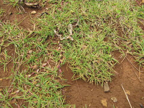 Image of Seashore paspalum