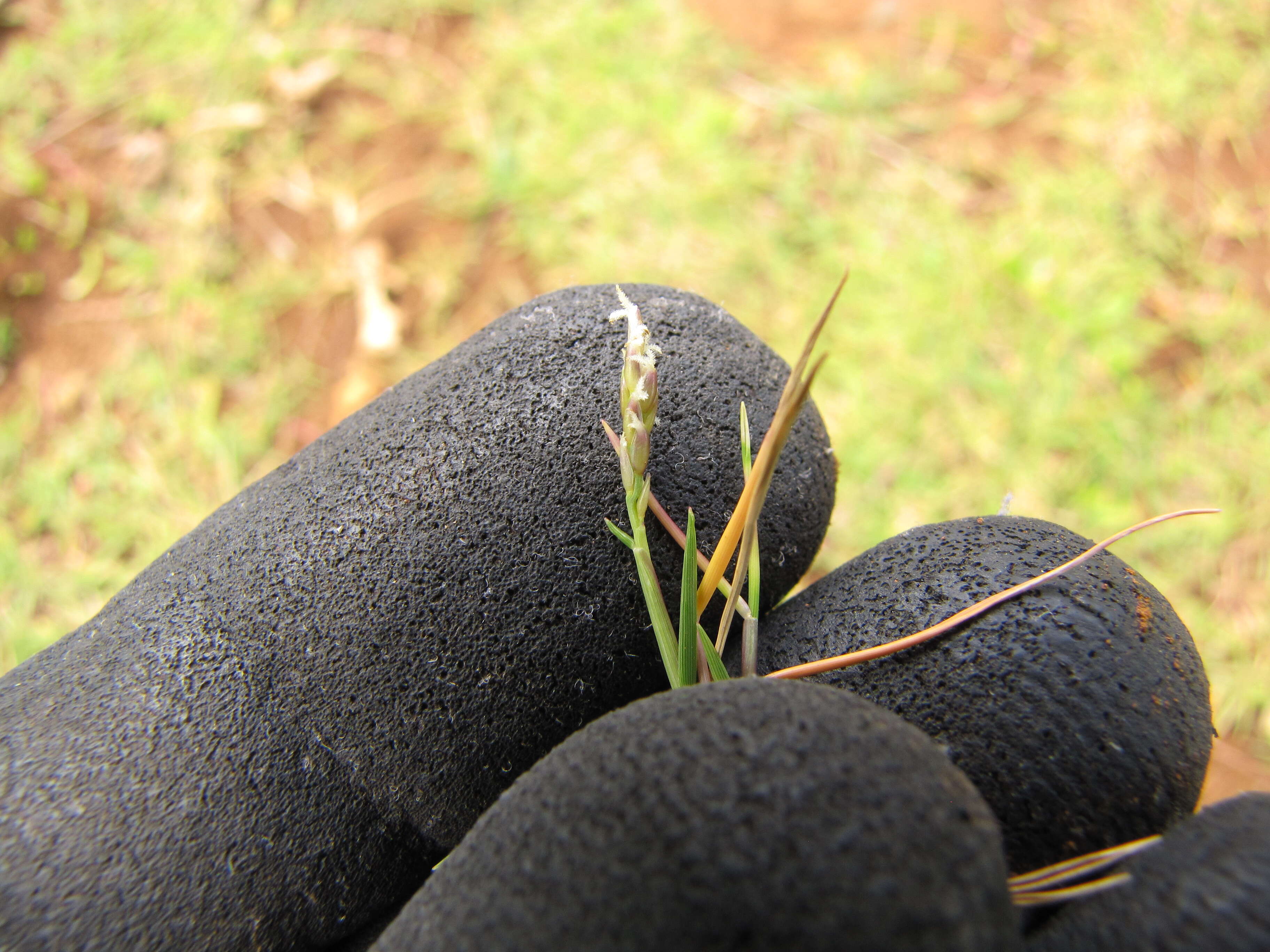 Image of Seashore paspalum