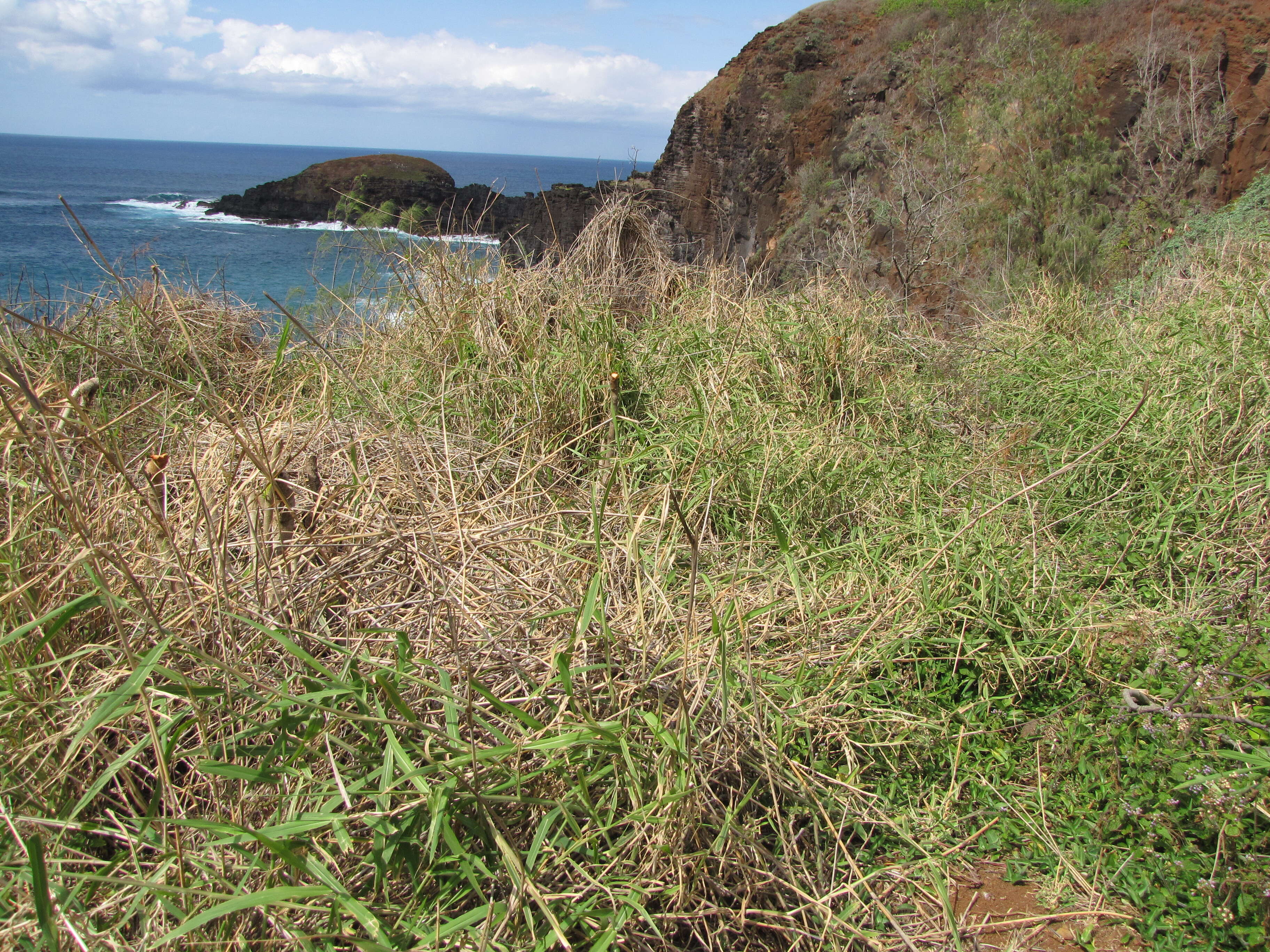 Image of Para Liverseed Grass