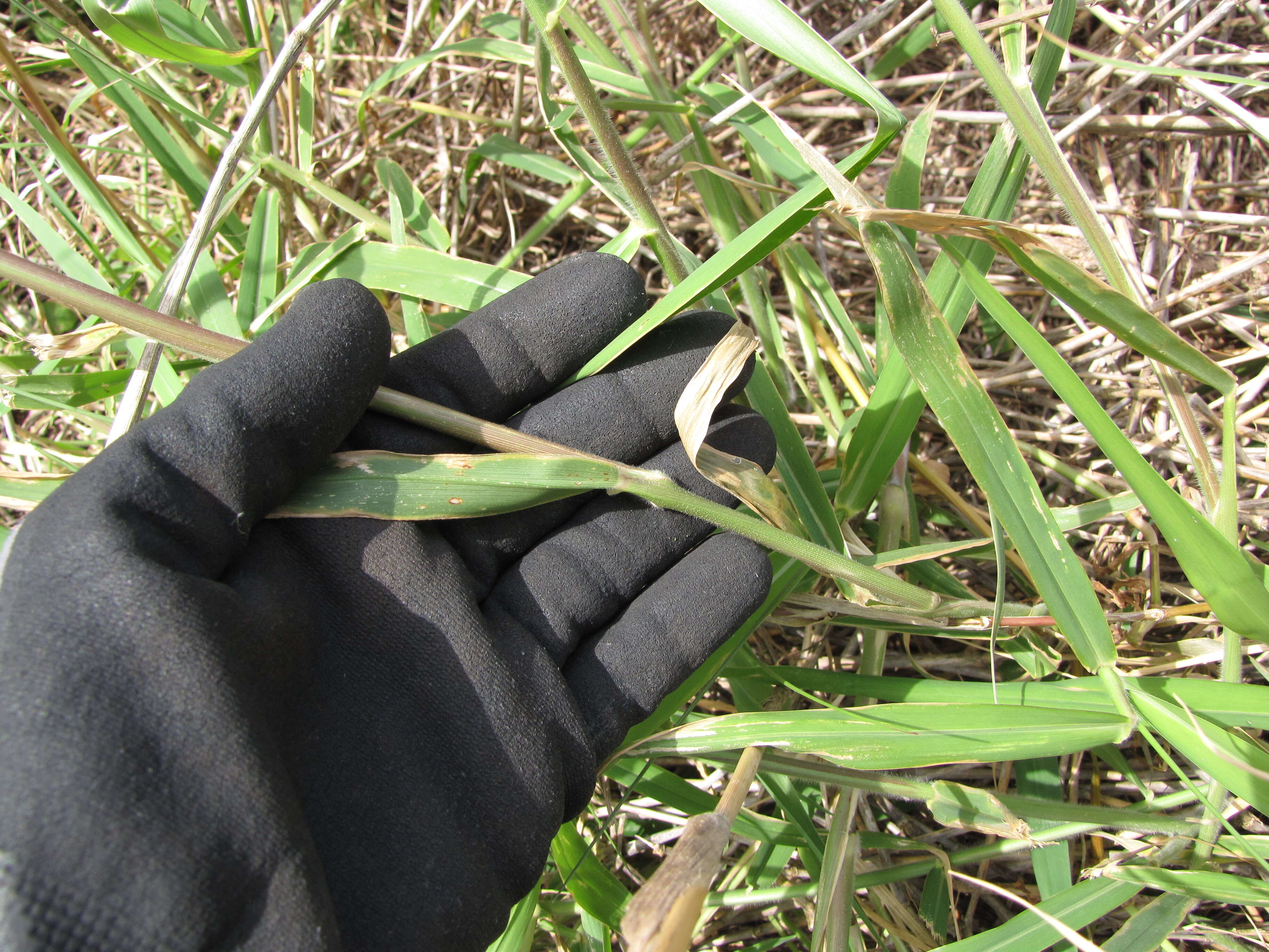 Plancia ëd Brachiaria mutica (Forssk.) Stapf