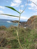 Plancia ëd Brachiaria mutica (Forssk.) Stapf