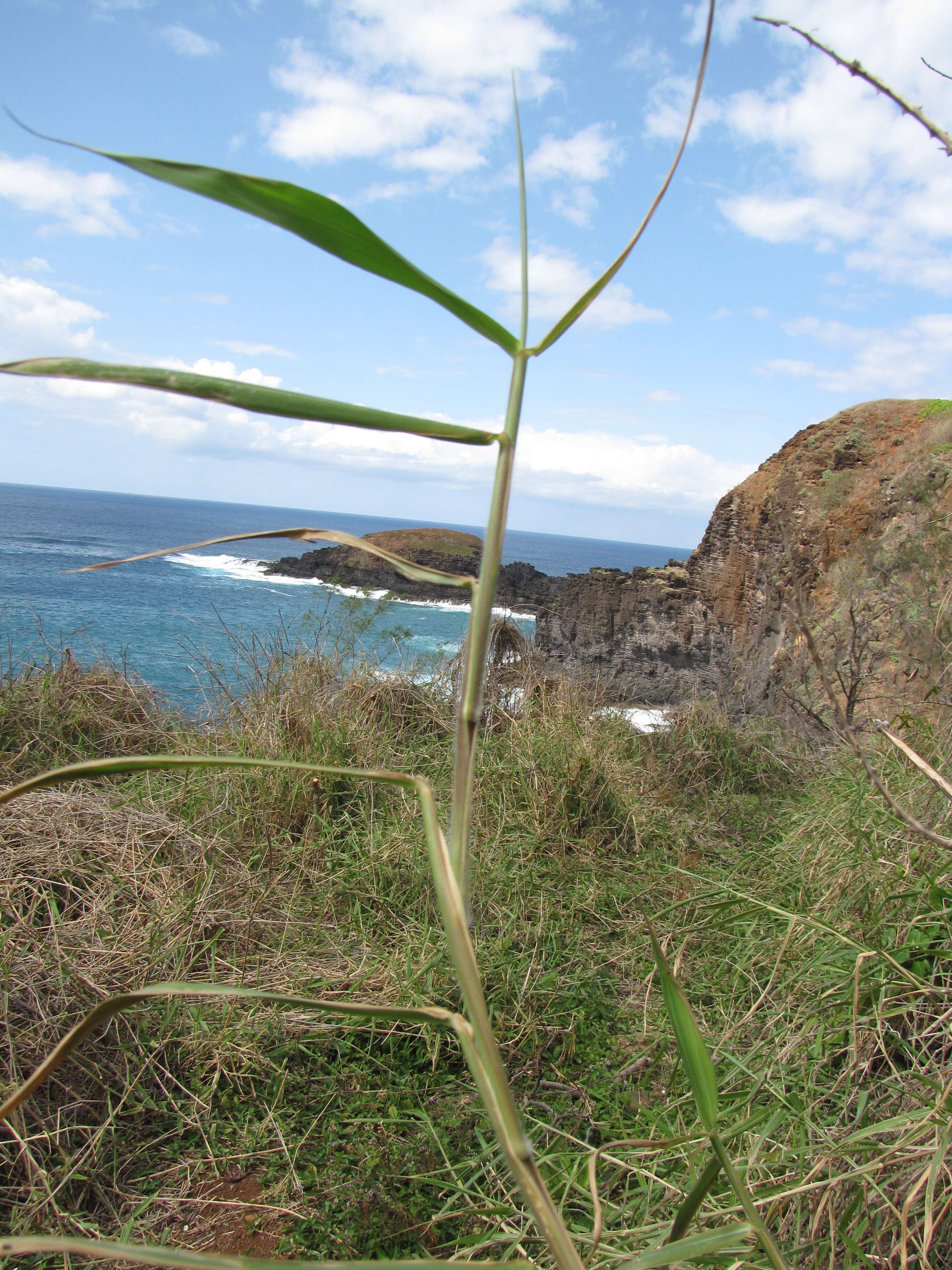 Plancia ëd Brachiaria mutica (Forssk.) Stapf