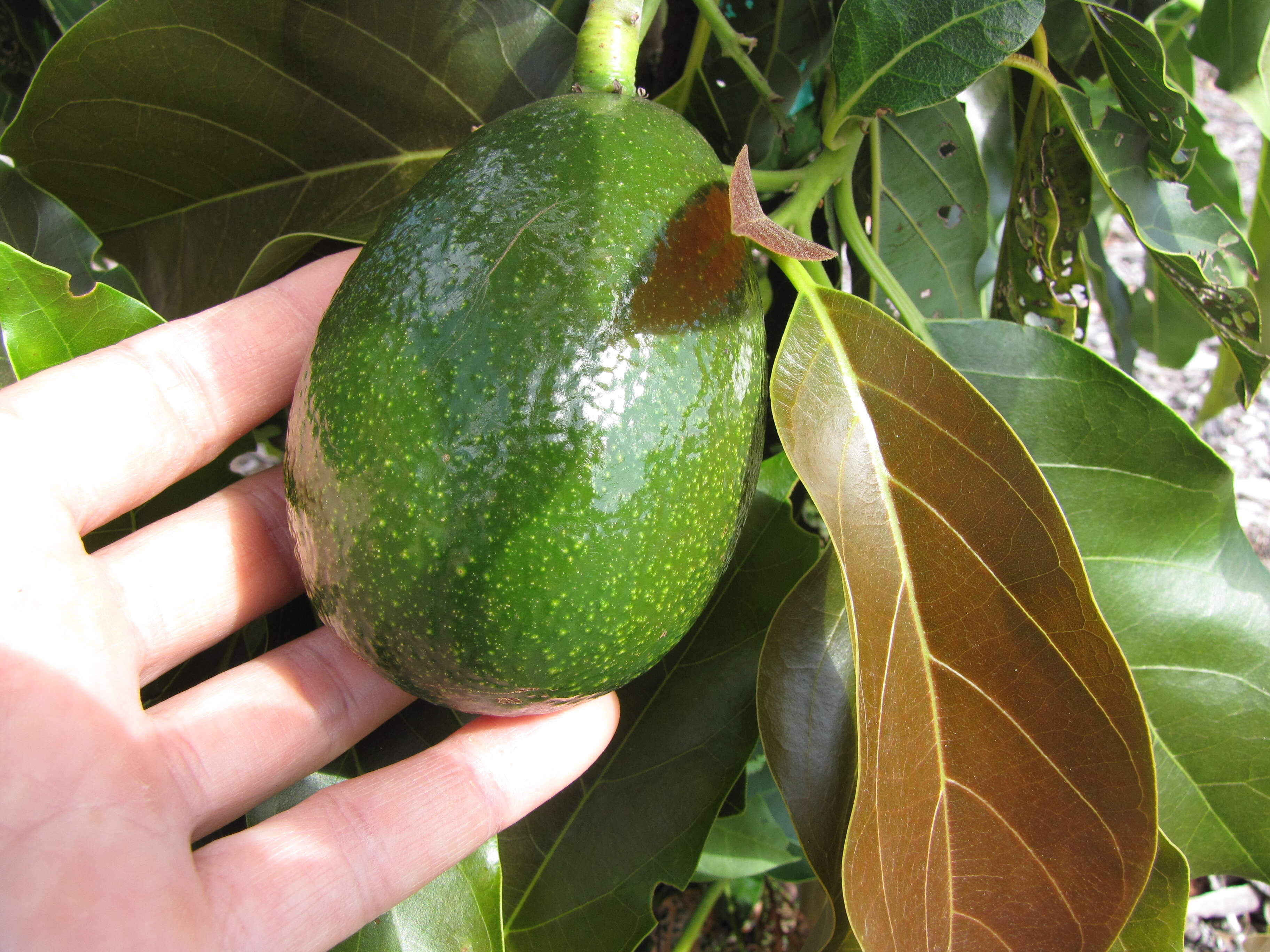 Image of avocado