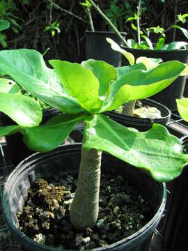 Image of cabbage on a stick