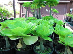 Image of cabbage on a stick