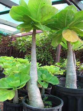 Imagem de Brighamia insignis A. Gray