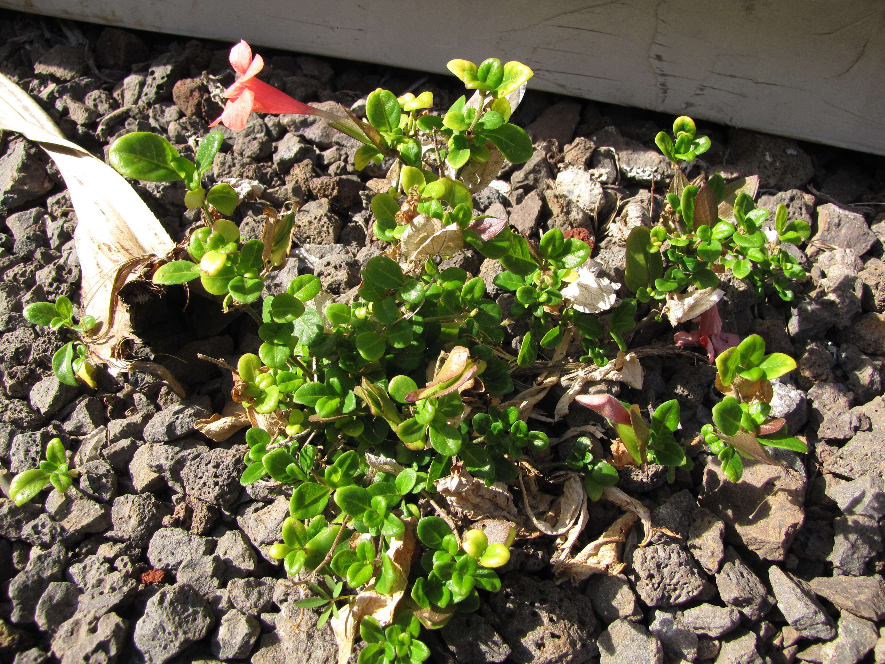 Image of Barleria repens Nees