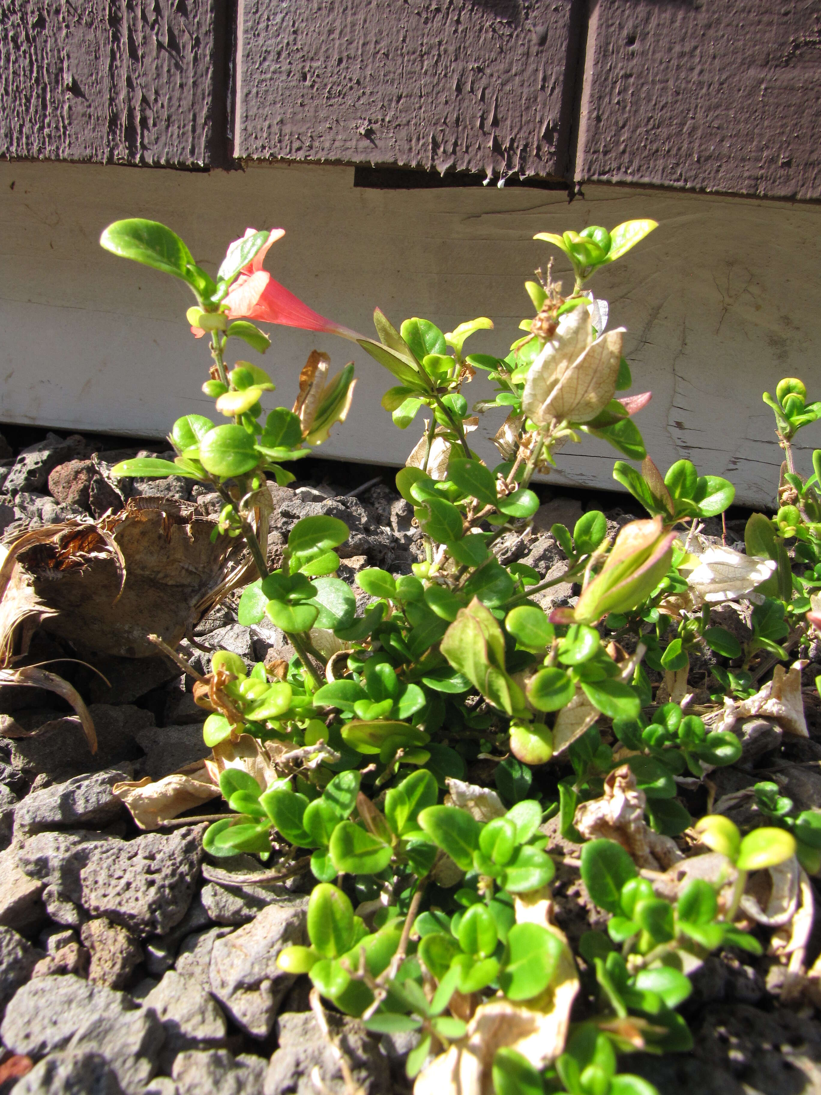 Image of Barleria repens Nees