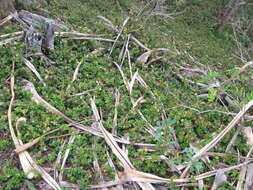 Image of Barleria repens Nees