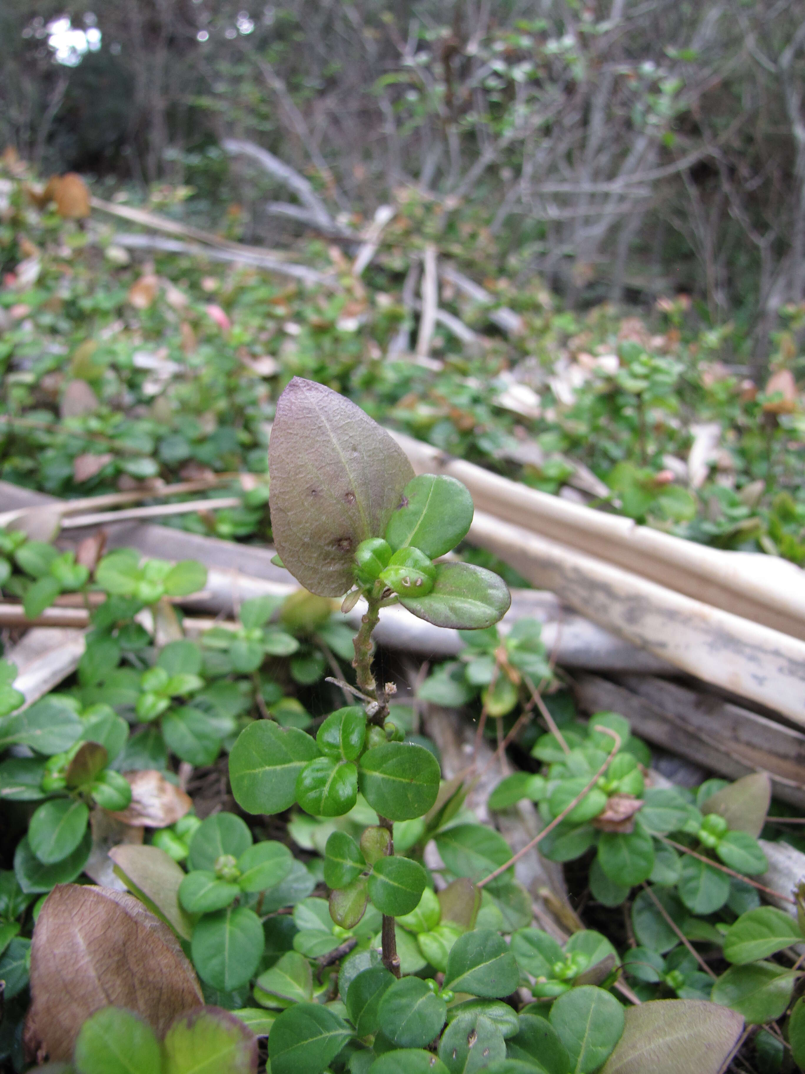 Image of Barleria repens Nees