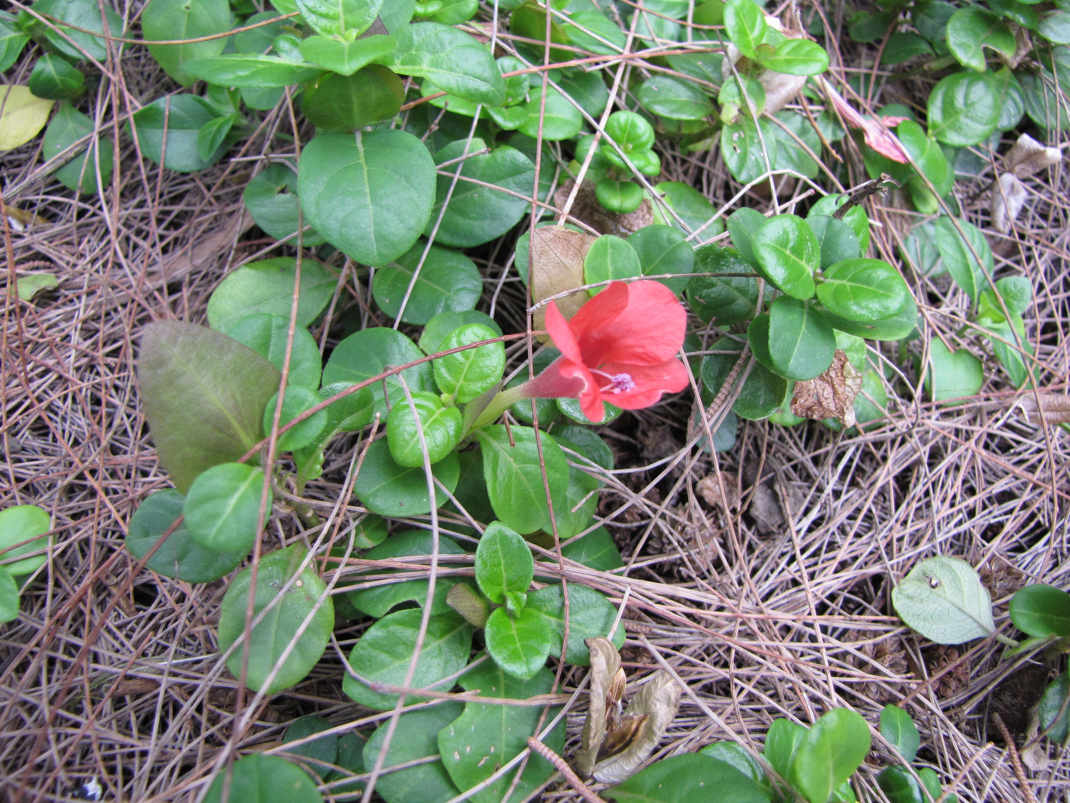 Image of Barleria repens Nees