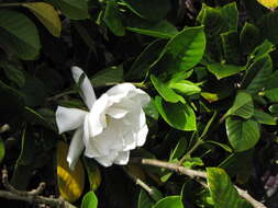 Image of Cape jasmine