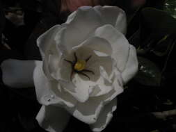 Image of Cape jasmine