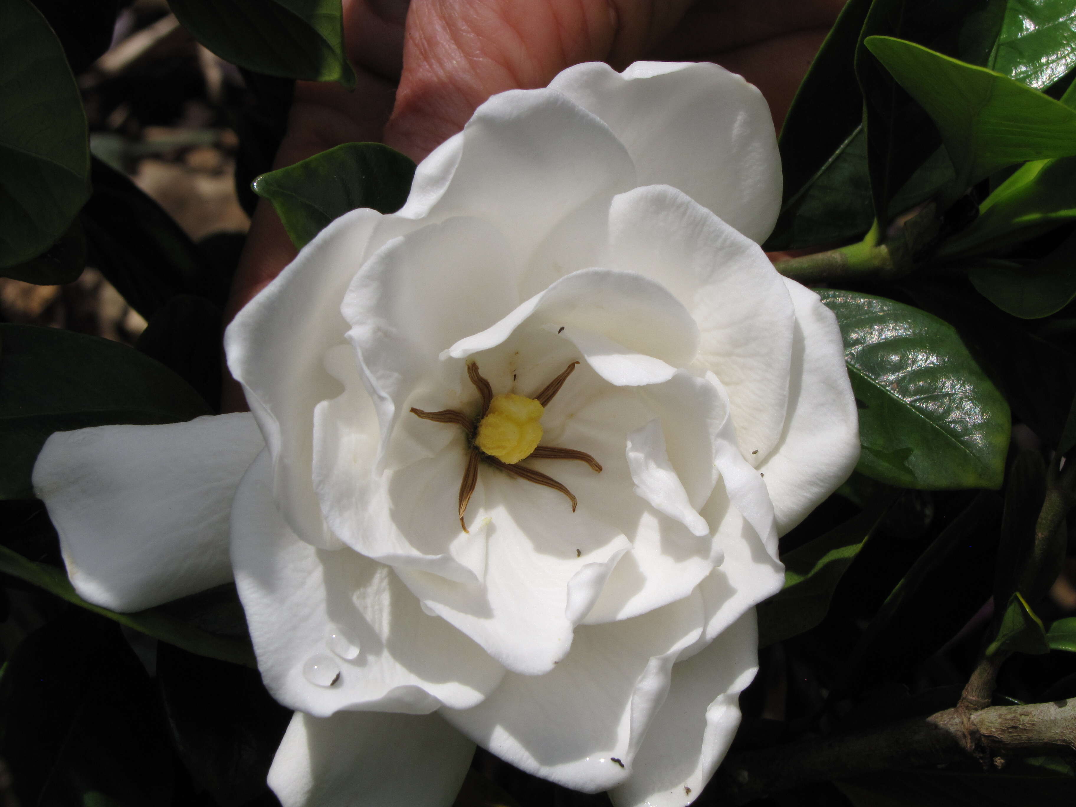 Image of Cape jasmine