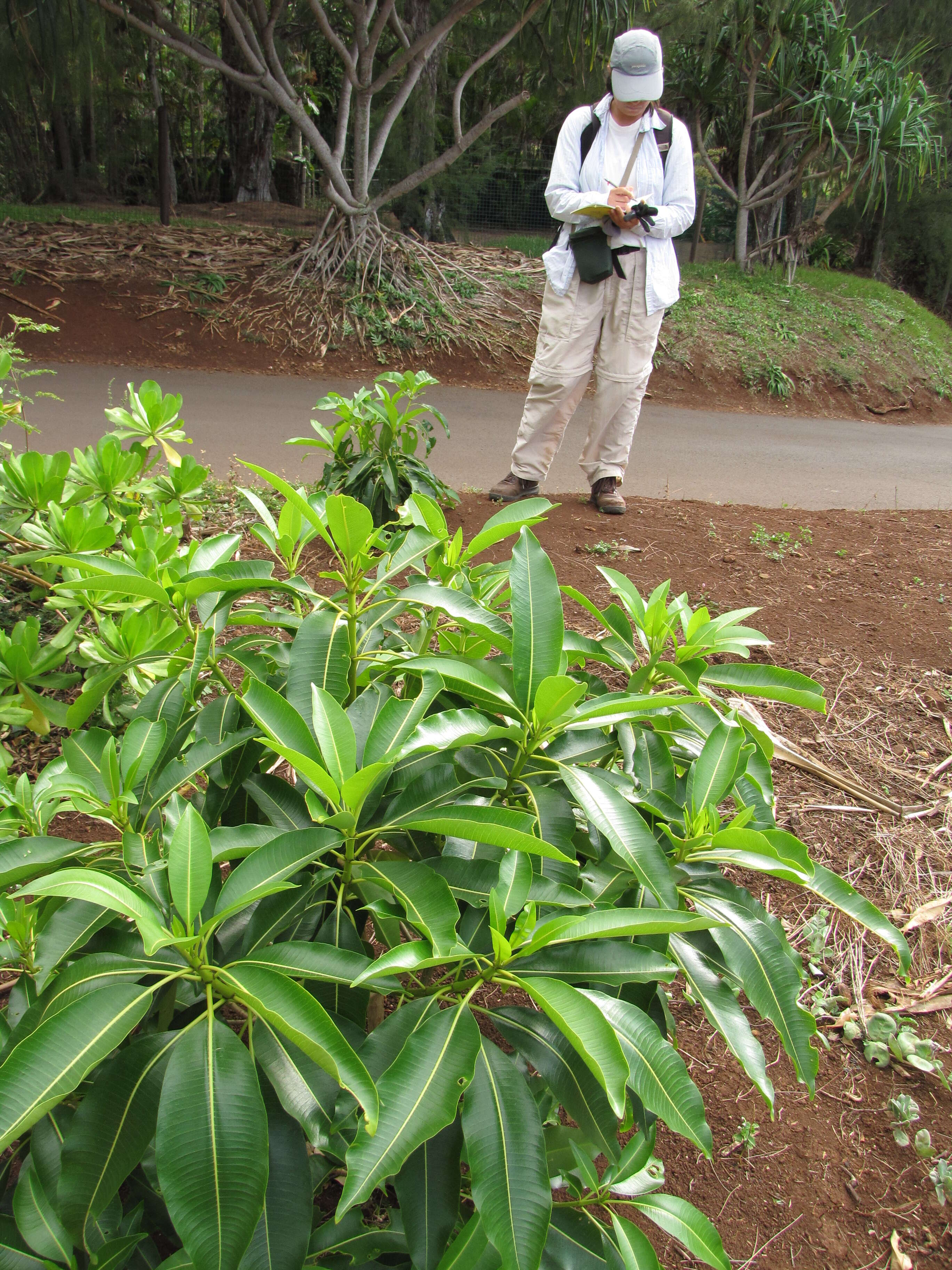 Image of devil's-pepper